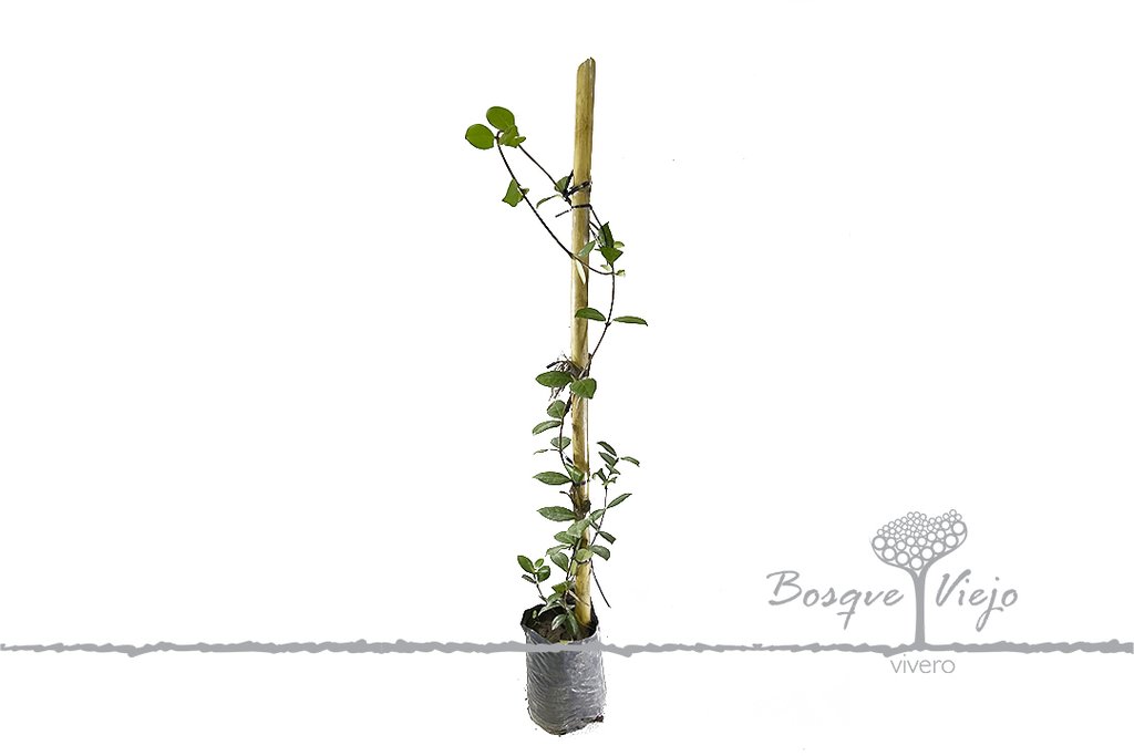 Jazmin de leche 2lts (70cm) - Vivero Bosque Viejo