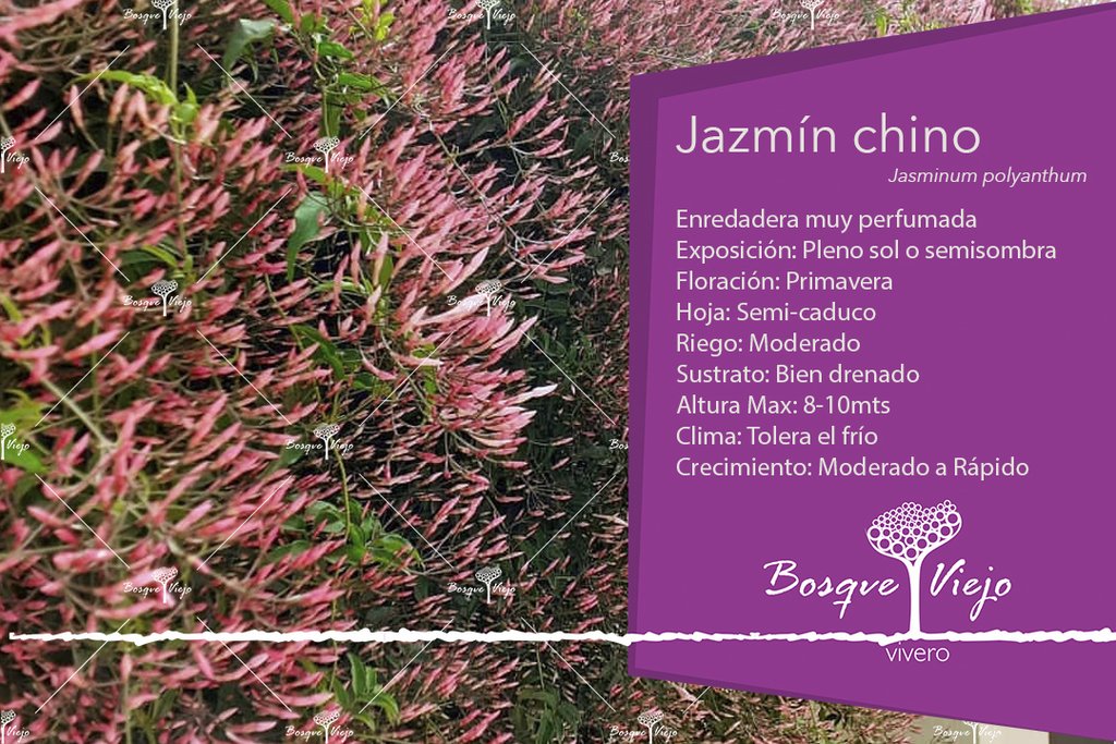 Jazmin Chino 2lts (1mts) - Vivero Bosque Viejo