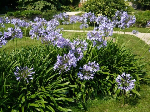 Agapanto Azul 4lts - Comprar en Vivero Bosque Viejo