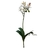 Orquídea Phalaenopolis