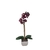Orquídea Phalaenopolis Roxa - comprar online