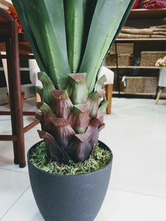 Planta Agabe 90cm - comprar online