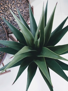 Planta Agabe 90cm en internet