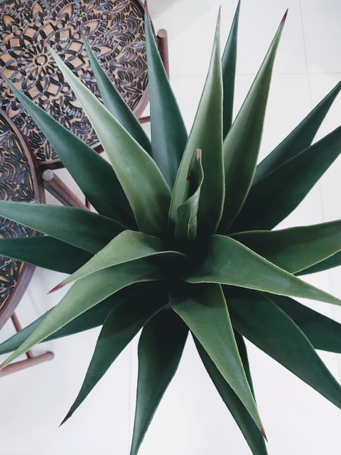 Planta Agabe 90cm