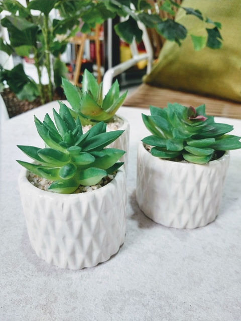Planta Suculenta en Maceta