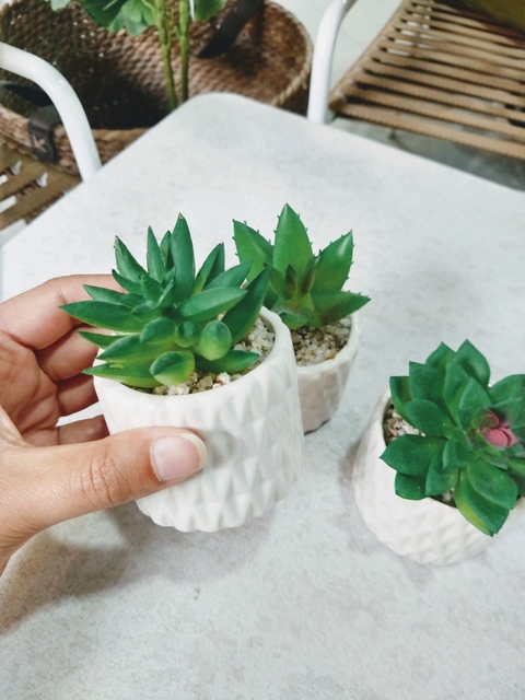 Planta Suculenta en Maceta