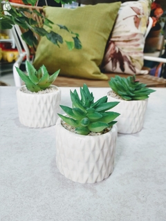 Planta Suculenta en Maceta - comprar online