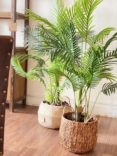 Palmera decorativa