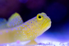 Cryptocentrus Cinctus