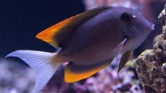 Ctenochaetus tominiensis