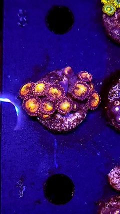 Zoas Pandora x frag