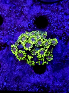 Goniopora Lobata - comprar online