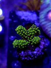 Acropora