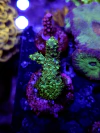 Acropora