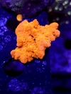 Montipora Setosa Frag