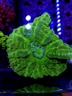 Cynarina Lacrymalis Green Ultra