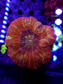 Scolymia Australis