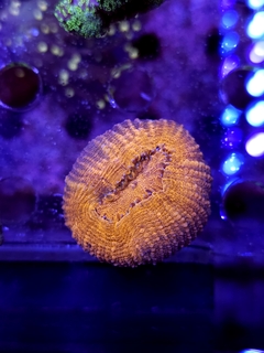 Lobophyllia Bicolor