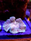 Trachyphyllia Geofroyii