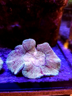 Trachyphyllia Geofroyii