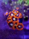 Zoas Punk Rocker por polipo