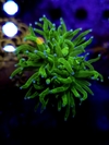 Euphyllia Torch Toxic Green