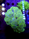 Plerogyra Sinuosa Ultra Green