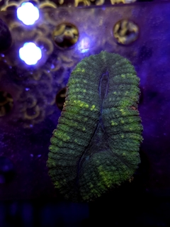 Lobophyllia Tricolor Australia