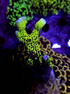 Anacropora Slimeball
