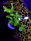 Montipora Digitata verde