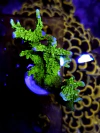 Montipora Digitata verde