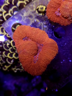 Lobophyllia Bicolor Grade A