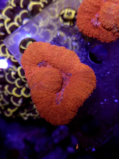Lobophyllia Bicolor Grade A