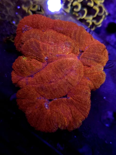 Lobophyllia Bicolor Grade A - comprar online