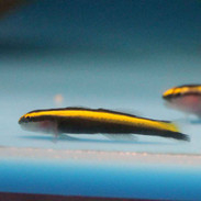 Elacatinus figaro