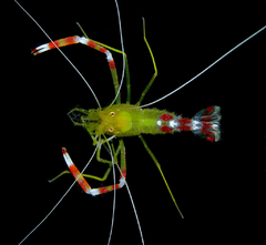 stenopus Scutellatus