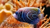 Pomacanthus Imperator - comprar online