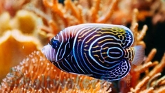 Pomacanthus Imperator - comprar online