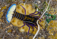 Panulirus Versicularis