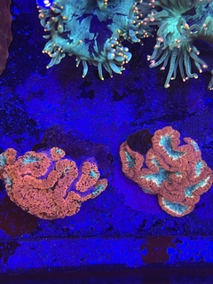 Blastomussa Welsii