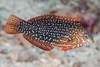 Macropharyngodon Ornatus