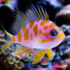 Borbonius Anthias
