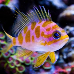 Borbonius Anthias
