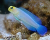 Opistognathus aurifrons