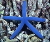 Linckia Laevigata