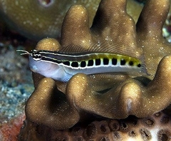 Ecsenius Lineatus
