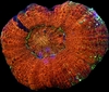Acanthastrea Maxima
