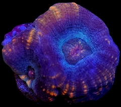 Acanthastrea Frag