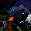 Acanthurus Achilles