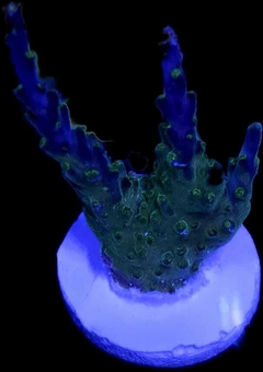 Acropora Australia frag